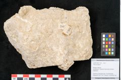 Foto (Objekt + Etikett) von Tilia europaea L. (NHMW-GEO-2024-0188-11331)